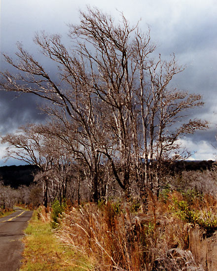 deadtrees