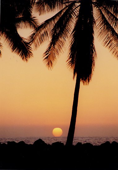 palmsunset