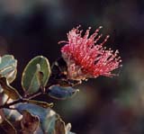 ohia