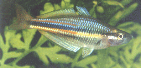 Melanotaenia affinis Pagwi