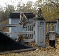 Monkeys in Bandipuri National Park