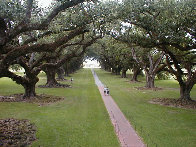 Oak Alley.JPG (63434 bytes)